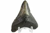 Fossil Megalodon Tooth - North Carolina #152990-2